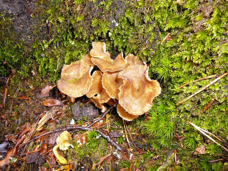 Chanterelles